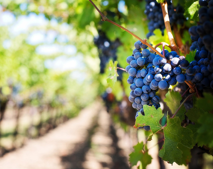 Visite de vignobles le Domaine de Cassis Cassis